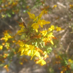 Genista triacanthos