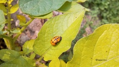 Micraspis univittata