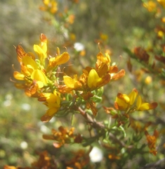 Genista triacanthos