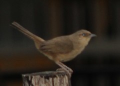 Phacellodomus rufifrons