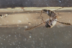 Notonecta insulata