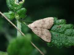Tolpiodes oligolasia