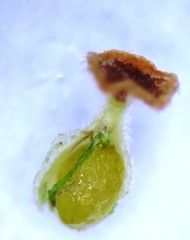 Erica serrata