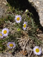 Erigeron vetensis
