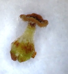 Erica serrata