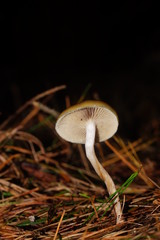 Psilocybe subaeruginosa image