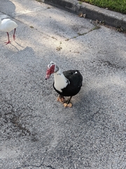 Cairina moschata domestica