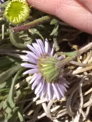 Erigeron vetensis