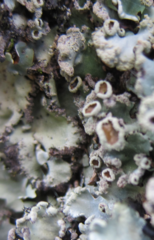 Xanthoparmelia scabrosa