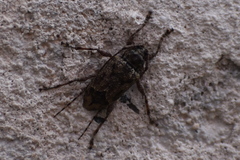 Amniscus praemorsus