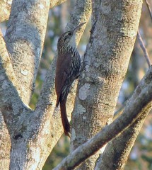 Lepidocolaptes falcinellus