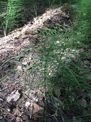 Equisetum arvense