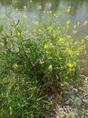 Brassica juncea