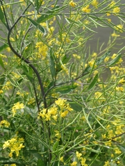 Brassica juncea