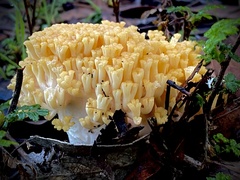 Ramaria capitata