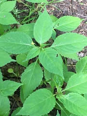 Impatiens parviflora