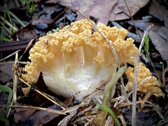 Ramaria capitata