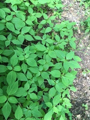 Impatiens parviflora