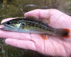 Micropterus chattahoochae