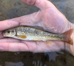 Bluefin Stoneroller photo 4