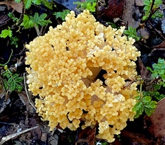Ramaria capitata