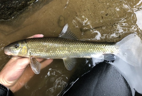 Greater jumprock (Moxostoma lachneri) — Catostomidae
