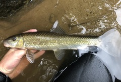 Moxostoma lachneri
