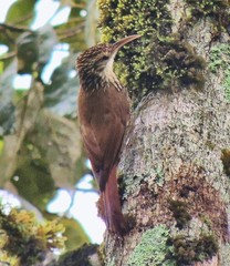 Lepidocolaptes falcinellus