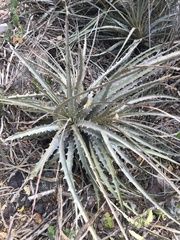 Encholirium spectabile