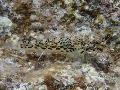 Antilles Frillfin photo 1