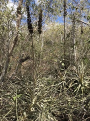 Encholirium spectabile