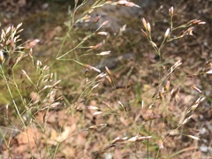 Avenella flexuosa