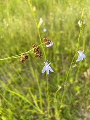 Lobelia nuttallii