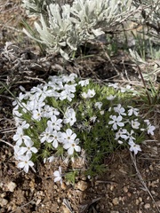 Phlox austromontana