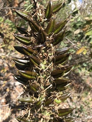 Encholirium spectabile