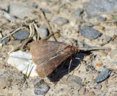 Euclidia cuspidea