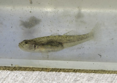 Eucyclogobius newberryi