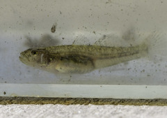 Eucyclogobius newberryi