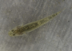 Eucyclogobius newberryi