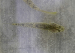 Eucyclogobius newberryi