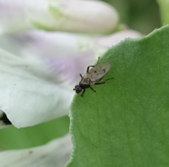 Coelopa