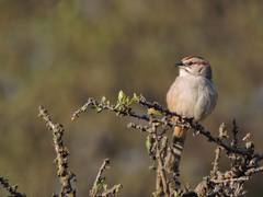 Rhynchospiza strigiceps