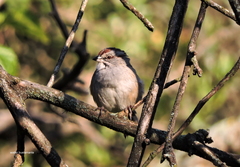 Rhynchospiza strigiceps