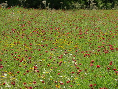 Gaillardia amblyodon