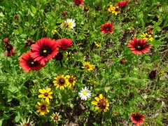 Gaillardia amblyodon