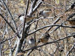 Rhynchospiza strigiceps