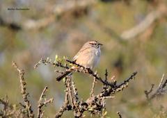 Rhynchospiza strigiceps