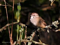 Rhynchospiza strigiceps