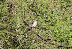 Rhynchospiza strigiceps