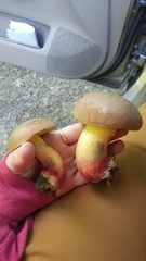 Butyriboletus brunneus